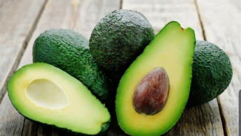 نجاح كبير في زراعة وانتاج أفضل صنف عالمي من فاكهة “الأفوكادو”