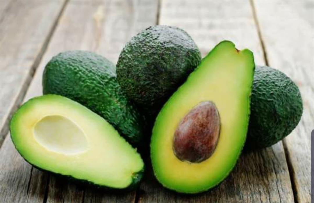 نجاح كبير في زراعة وانتاج أفضل صنف عالمي من فاكهة “الأفوكادو”